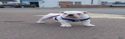 English Bulldog dogs for sale: English Bulldog Puppy  - Advert 1