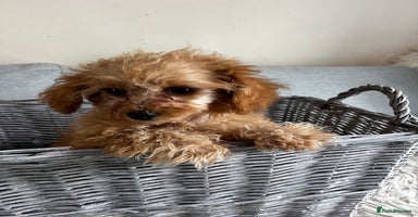 Cavapoo dogs - Advert 2