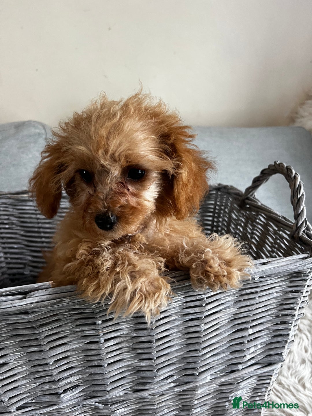 Cavapoo dogs for sale: Tiny Toy Poodle Princess – Ready Now! - Image 3