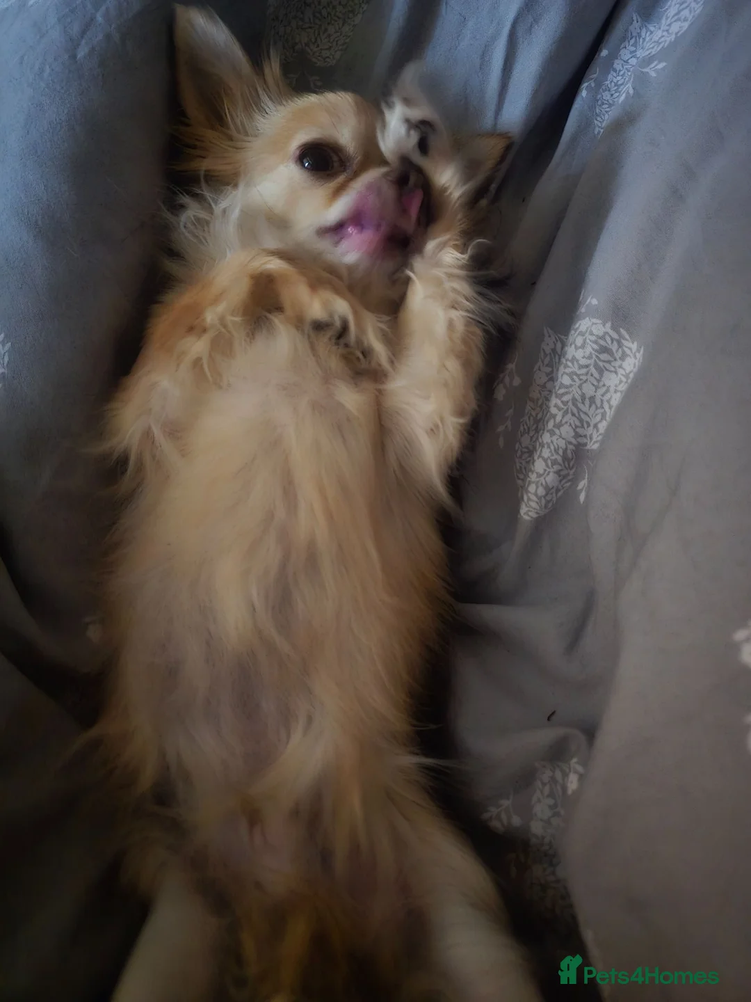 Chihuahua dogs for sale: Long haired Chihuahua  - Advert 1