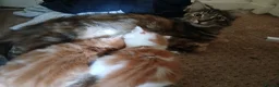 Mixed Breed cats for sale: Kittens for sale Rothwell, Kettering - Advert 9