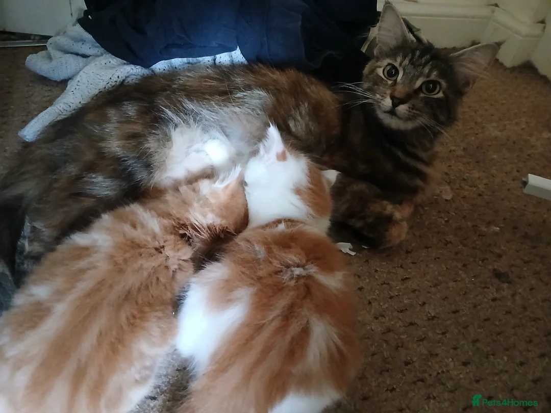 Mixed Breed cats for sale: Kittens for sale Rothwell, Kettering - Advert 9