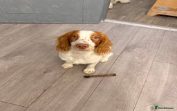Cocker Spaniel dogs for sale: 7 month old cocker spaniel girl  - Image 2