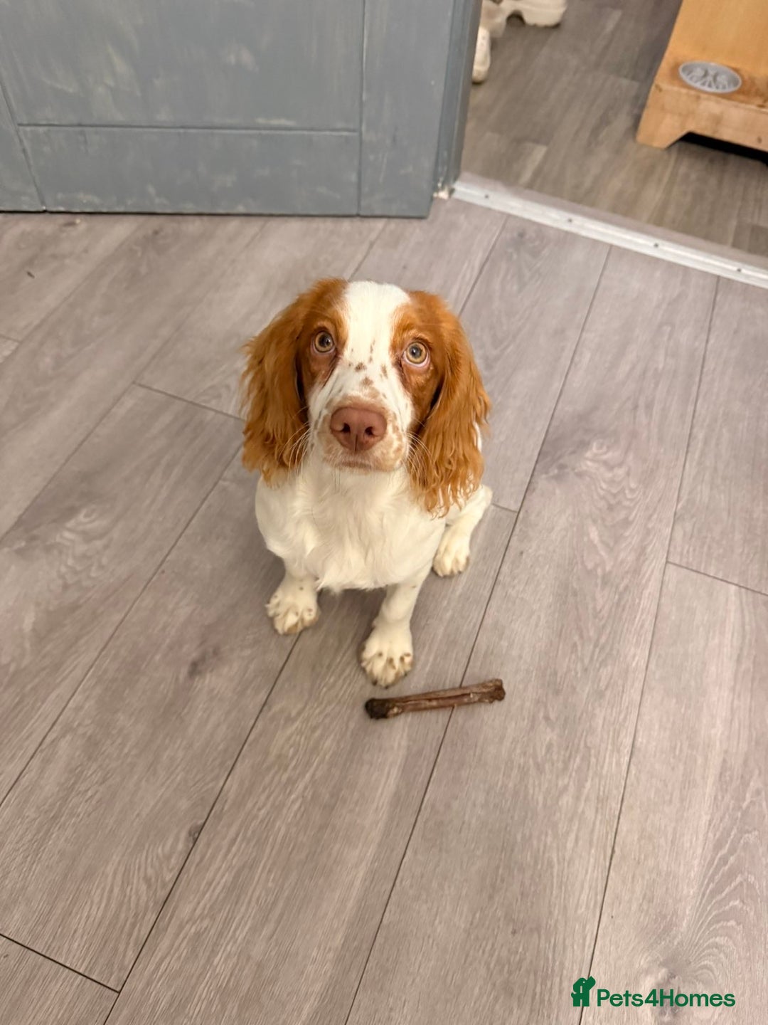 Cocker Spaniel dogs for sale: 7 month old cocker spaniel girl  - Image 2