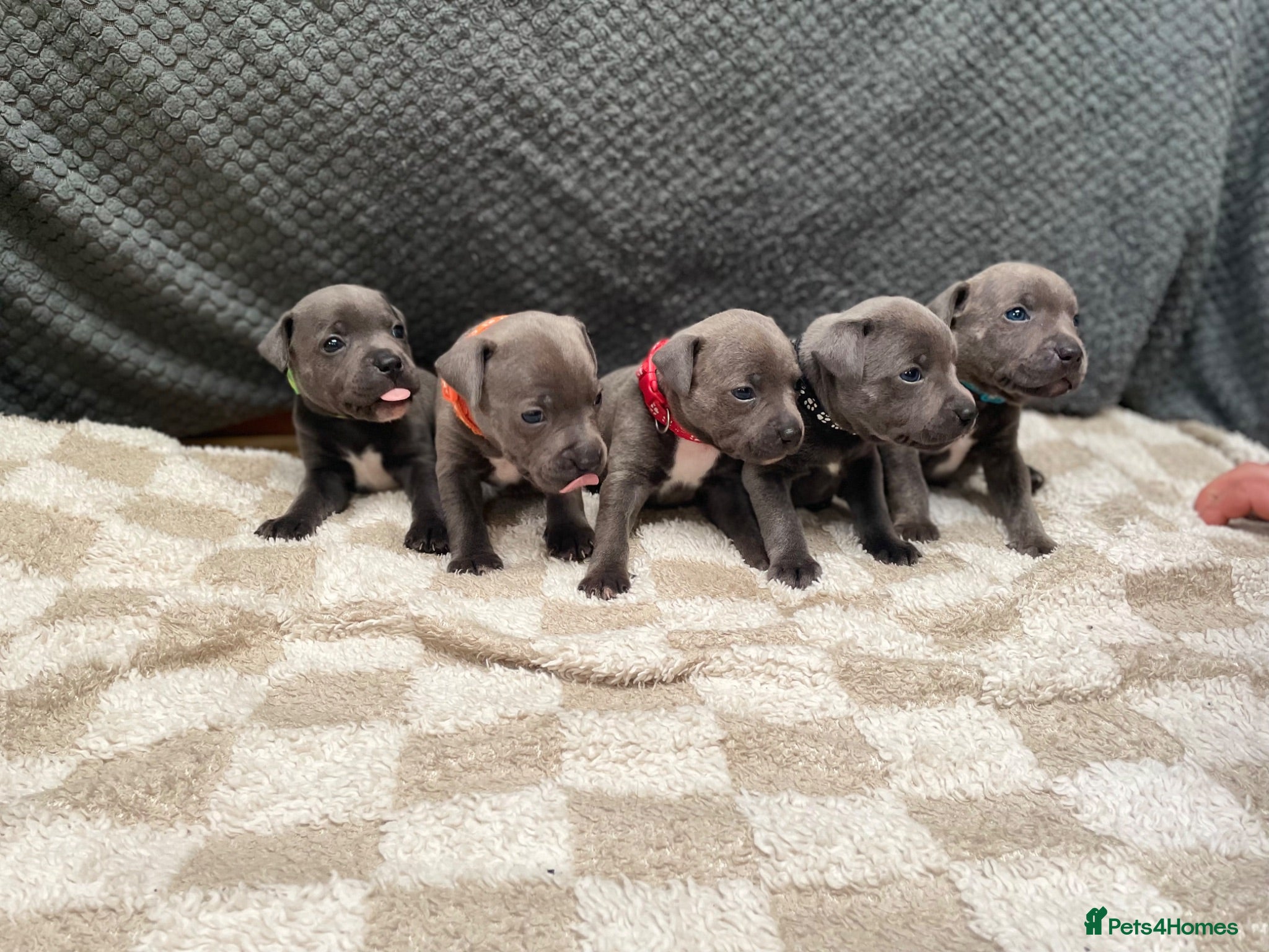 Staffordshire Bull Terrier dogs 9 gorgeous blue Staffordshire bull terrier  - Advert 2