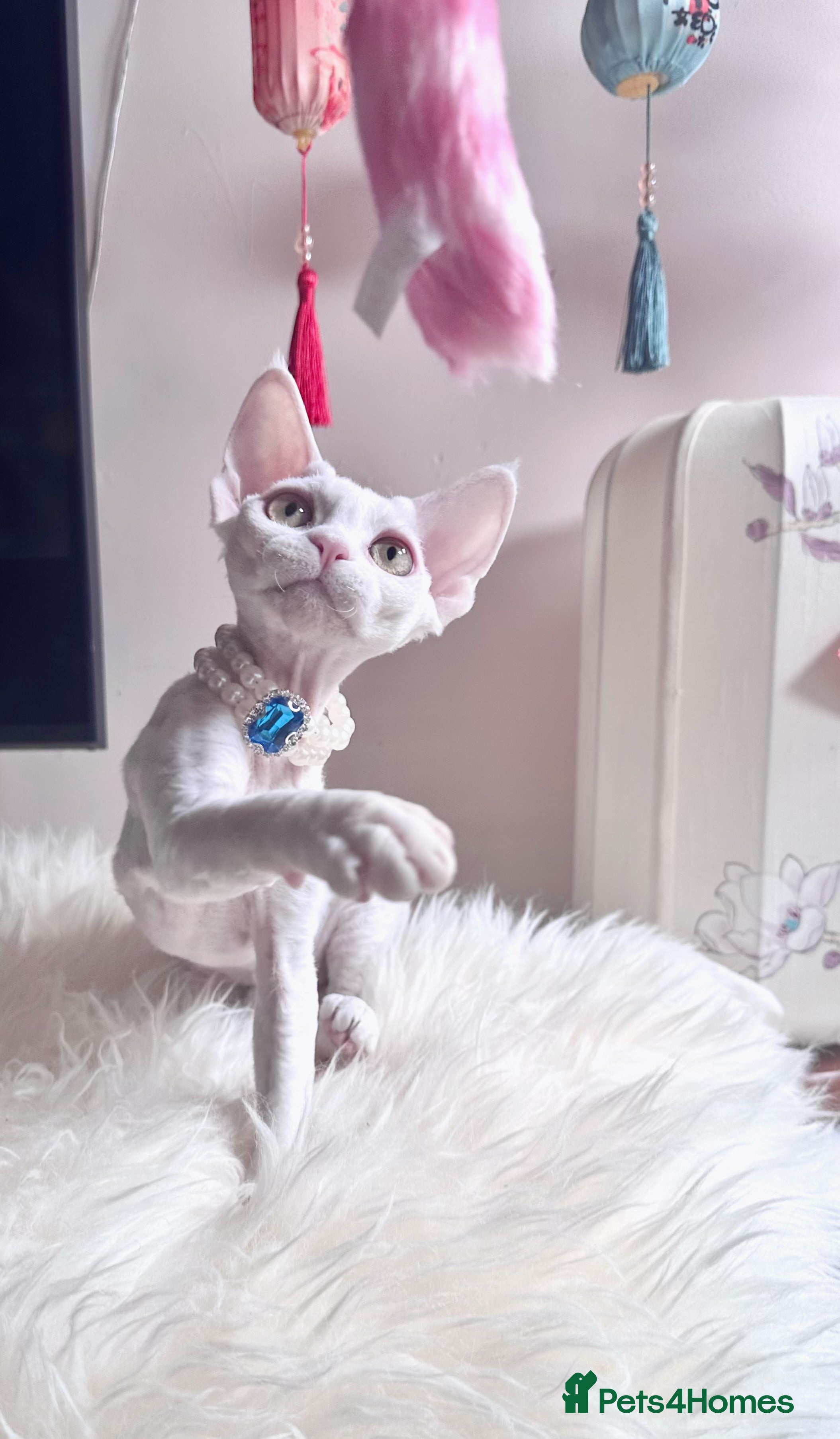 Devon Rex cats ❤️❤️❤️Beautiful Devon Rex kittens! ❤️❤️ - Advert 6