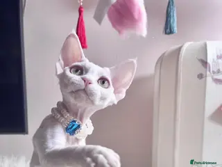 Devon Rex cats ❤️❤️❤️Beautiful Devon Rex kittens! ❤️❤️ - Advert 6