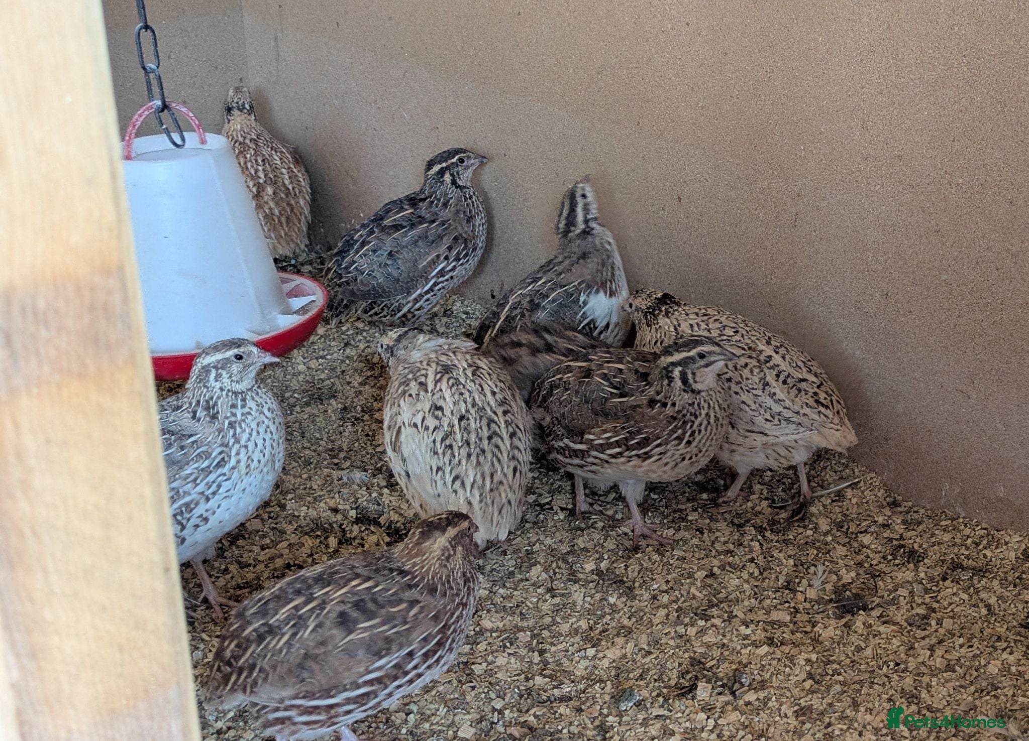 Quail poultry 10x Cournix female Quails  - Advert 7