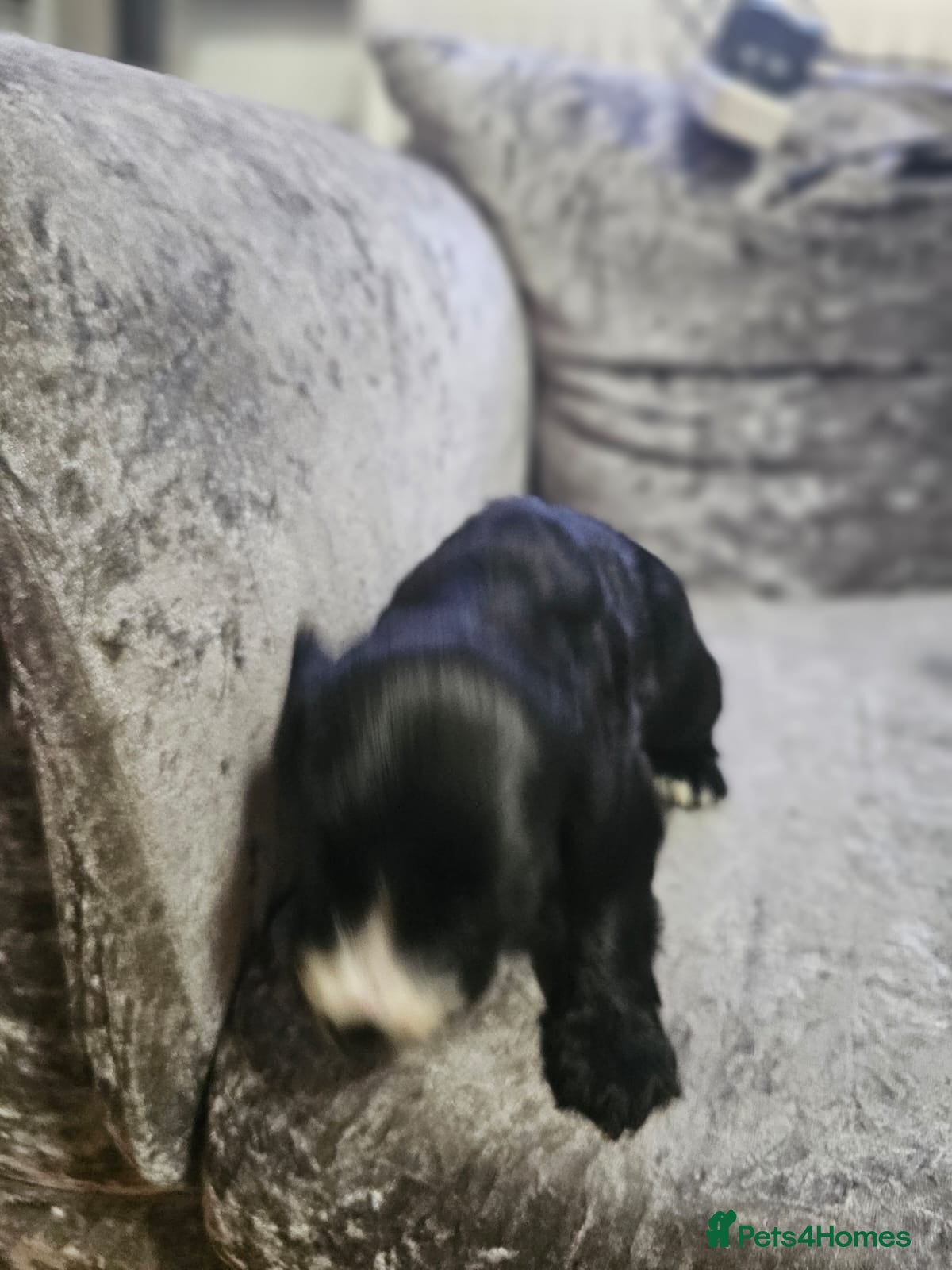 Cocker Spaniel dogs for sale: cocker spaniel puppies - Advert 9