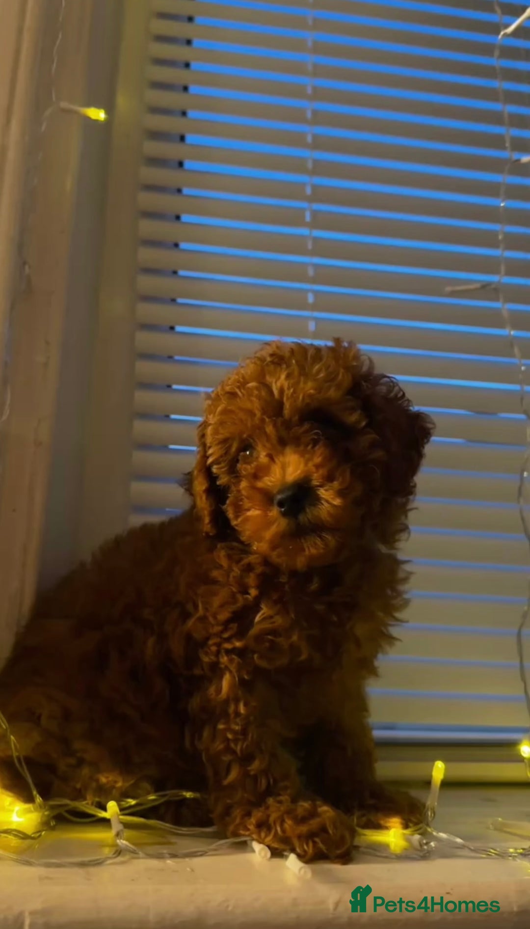Toy Poodle dogs for sale: ❤️ Tiny Fluffy Red Toy Poodle ❤️ - Advert 12