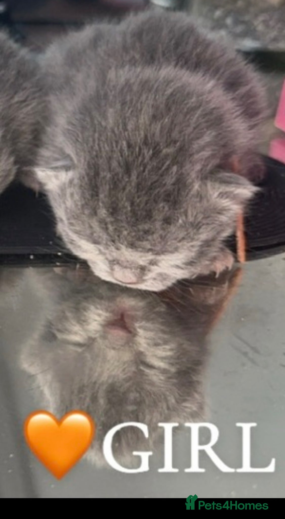 British Shorthair cats MOST ADORABLE BRITISH SHORTHAIR FOR SALE - Advert 2