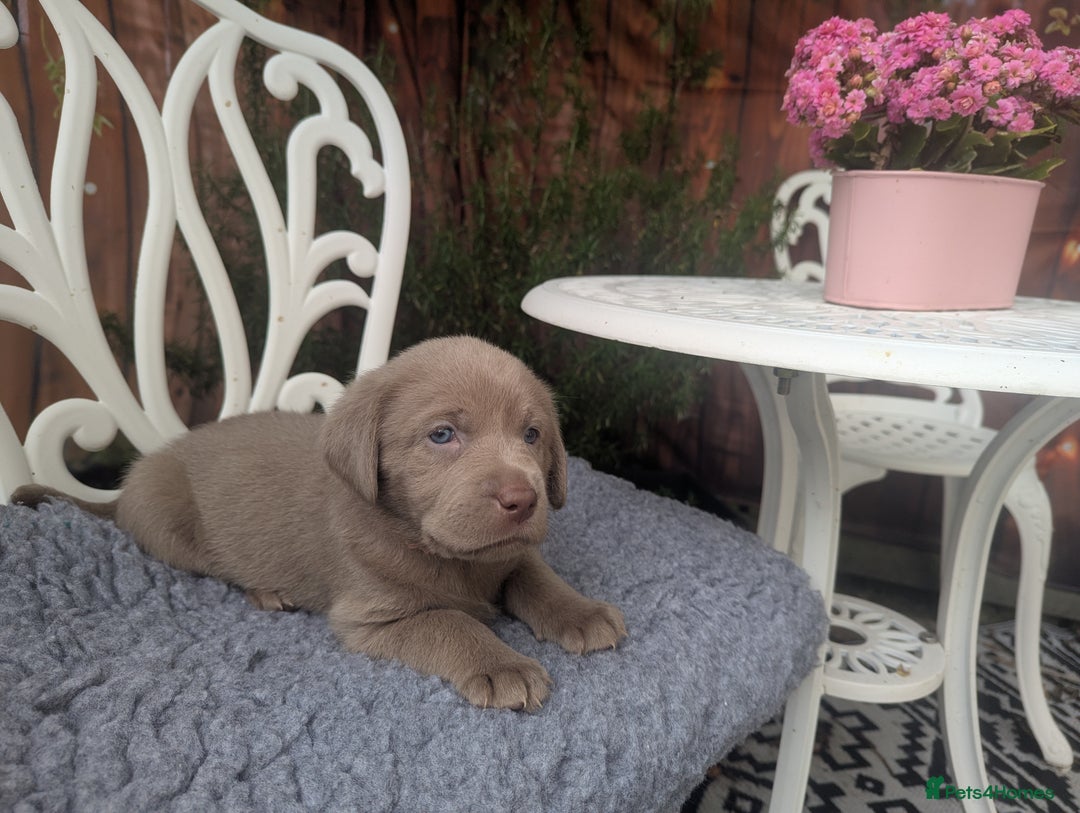 Labrador Retriever dogs for sale: KC Silver Labradors  - Image 16