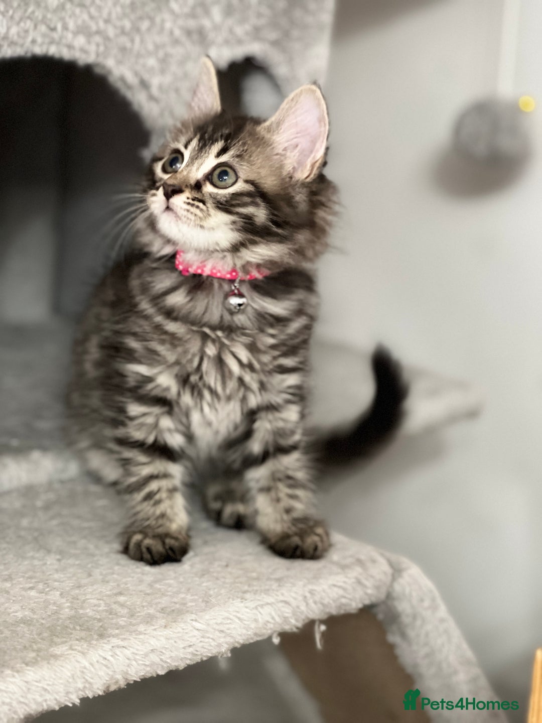 Mixed Breed cats for sale: Ready Now 2male and 1female Left - Advert 18