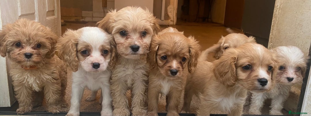 Cavapoo dogs for sale: Extensively DNA clear including BVA eyes & heart  - Image 3