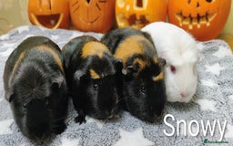 Guinea Pig rodents for sale: Pairs of Sows - Happy, Healthy, Friendly Sows - Image 1