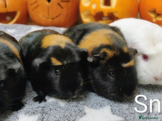 Guinea Pig rodents - Advert 3