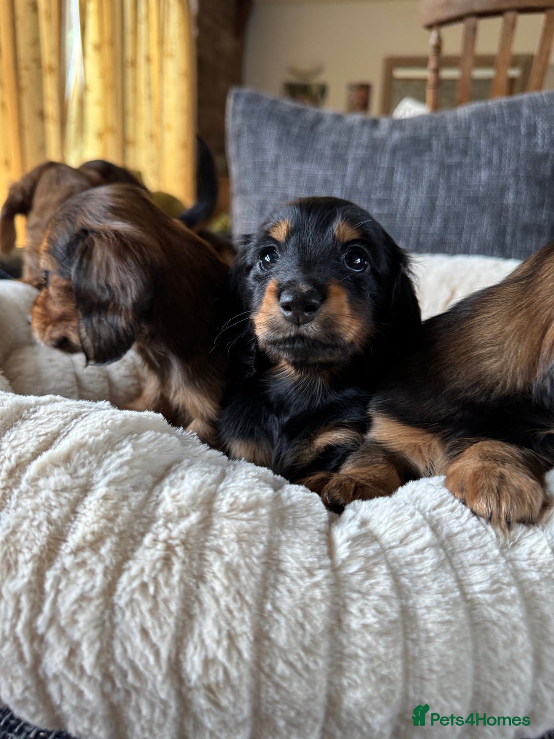 Miniature Dachshund dogs for sale: Miniature dachshund puppies  - Image 4