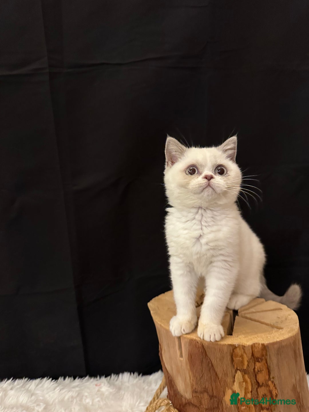 British Shorthair cats for sale: 💗 Gorgeous Full Pedigree BSH Trusted Breeder 💗 - Image 26