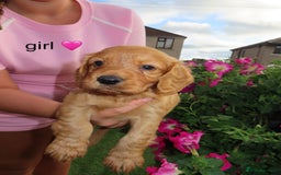 Cockapoo dogs for sale: Beautiful cockerpoo puppies  - Image 32