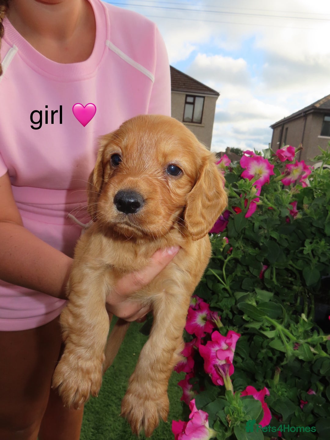 Cockapoo dogs for sale: Beautiful cockerpoo puppies  - Image 32