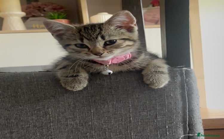 Mixed Breed cats - Advert 4