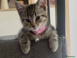 Mixed Breed cats - Advert 5