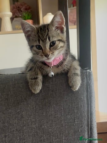 Mixed Breed cats - Advert 4