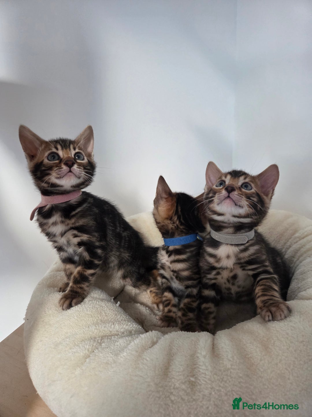 Bengal cats for sale: Tica register Bengal Kittens 😸  - Advert 2