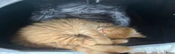 American Shorthair cats for sale: Kittens for sale - Advert 8