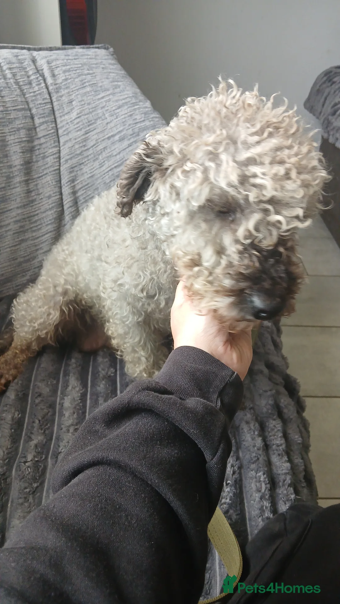 Mixed Breed dogs for sale: Beddy x whippets  - Advert 1