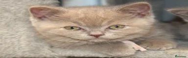 British Shorthair purple collar