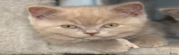 British Shorthair cats for sale: Beautiful Pure Breed ✨ British Shorthair Kittens ⭐ - Advert 20
