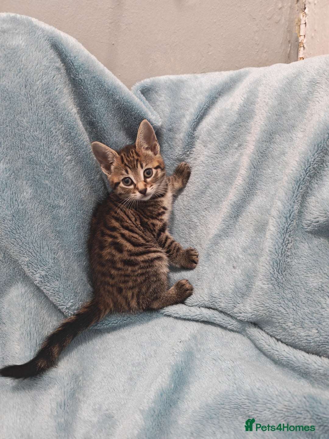 Mixed Breed cats for sale: Beautiful kittens VIDEOS - Advert 26