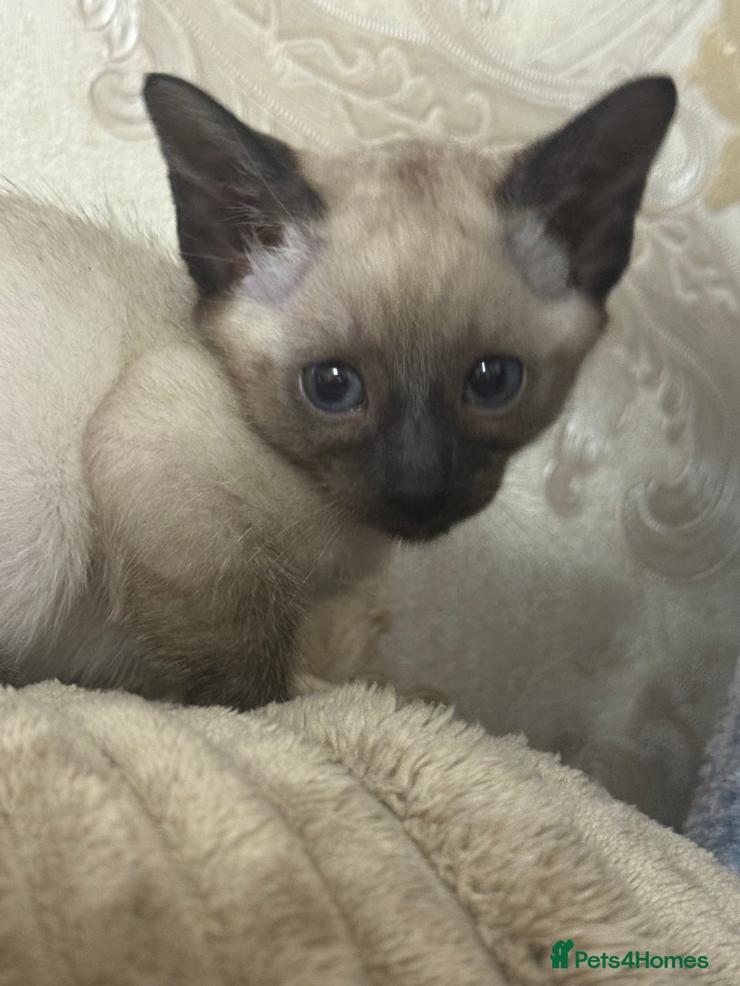 Siamese cats for sale: Seal point Siamese kittens - Advert 11