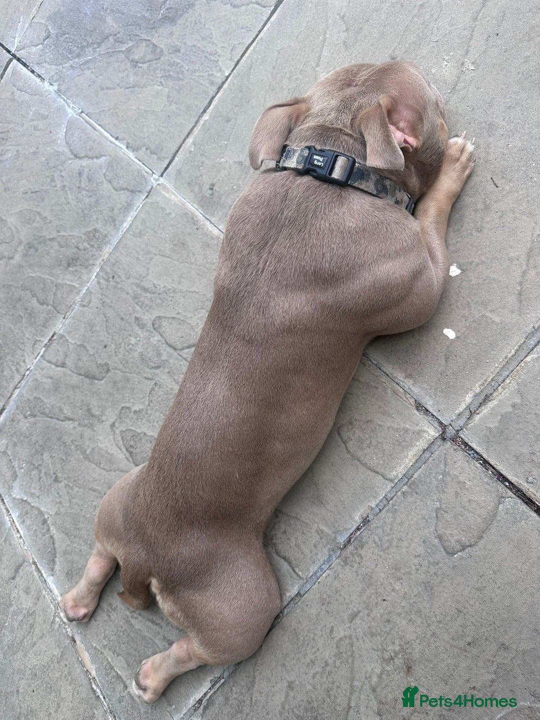 American Bully dogs for sale: Exotic Bully pup - Advert 6