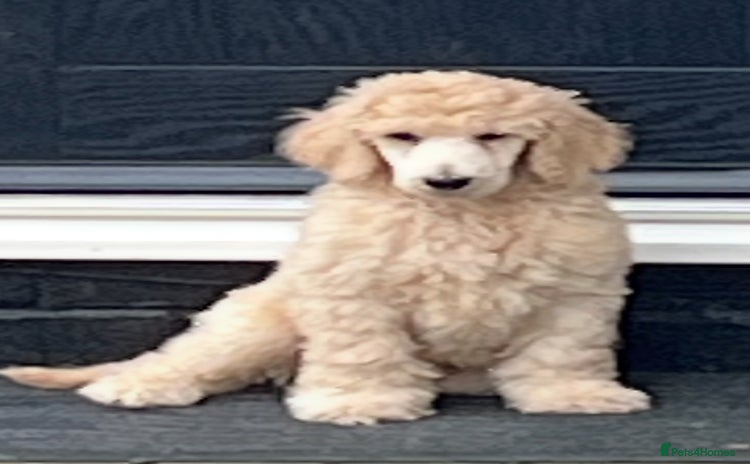 Standard Poodle dogs - Advert 1