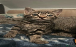 Mixed Breed cats for sale: ADORABLE KITTENS LOOKING FOR A FOREVER HOME 💗 - Image 7