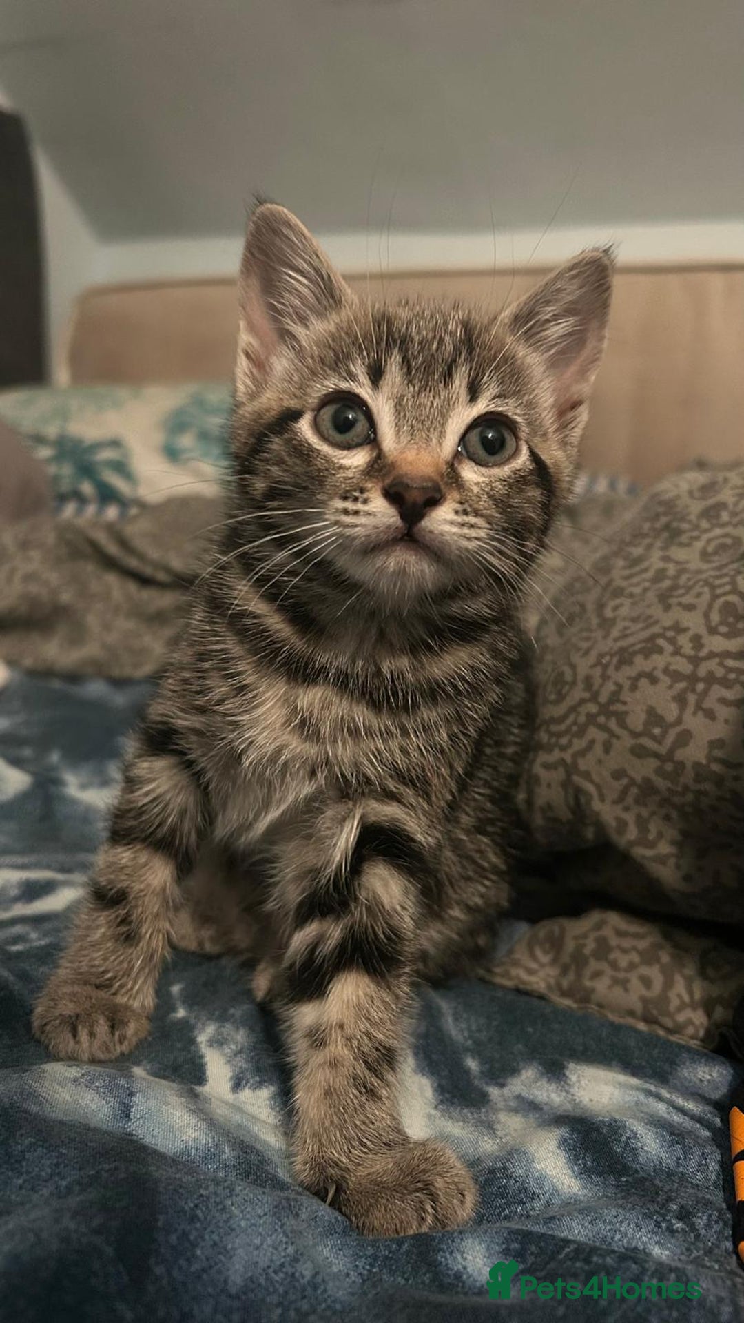 Mixed Breed cats for sale: ADORABLE KITTENS LOOKING FOR A FOREVER HOME 💗 - Image 7