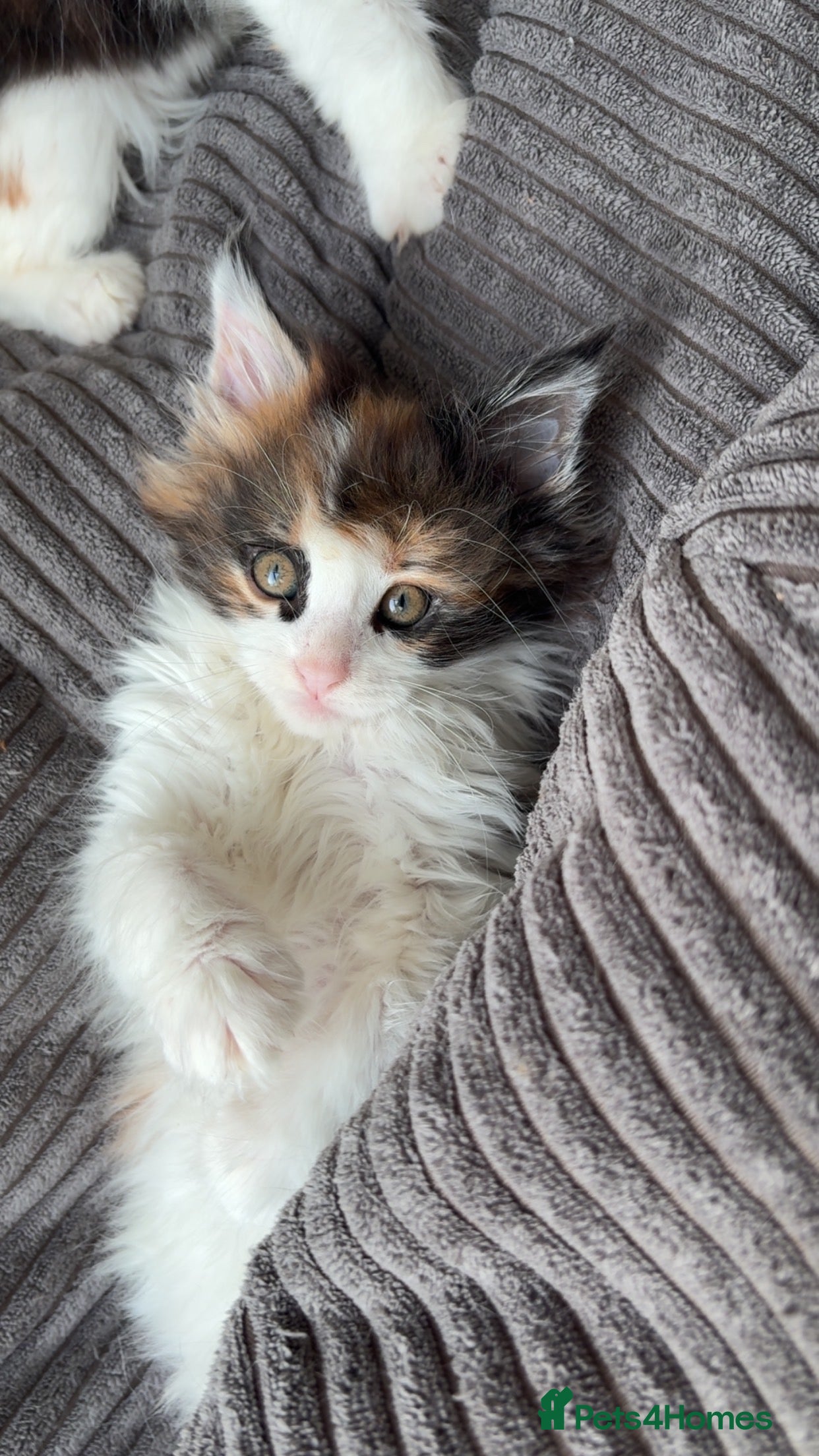 Maine Coon cats Adorable Maine coon kittens - Advert 3