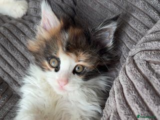 Maine Coon cats Adorable Maine coon kittens - Advert 9