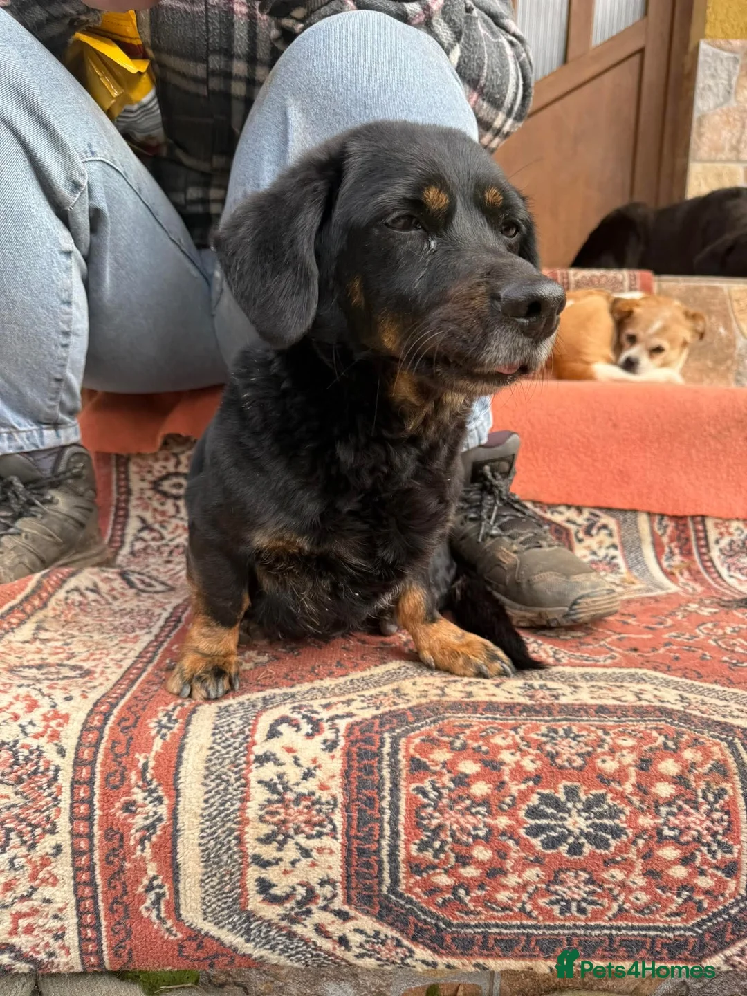 Mixed Breed dogs for adoption: Maya is looking for a home!  - Advert 2