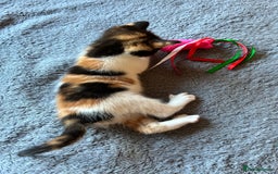 Maine Coon cats for sale: Maine coon babies - Advert 7