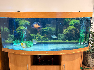 Other/Mixed Breed fish JUWELL FISH TANK FULL SET UP - Advert 1