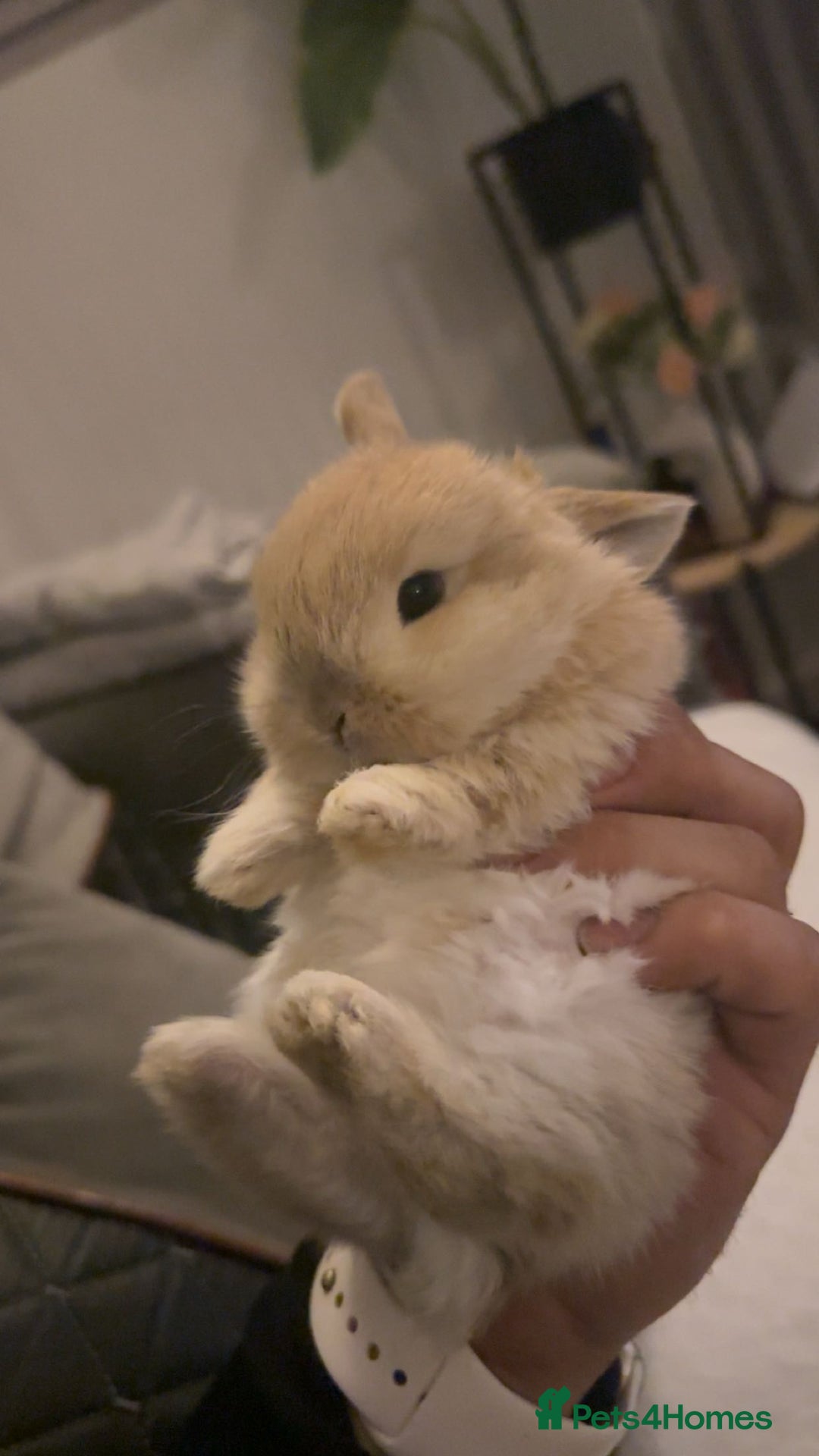 Mini Lop rabbits for sale: Baby rabbits for sale - Image 5