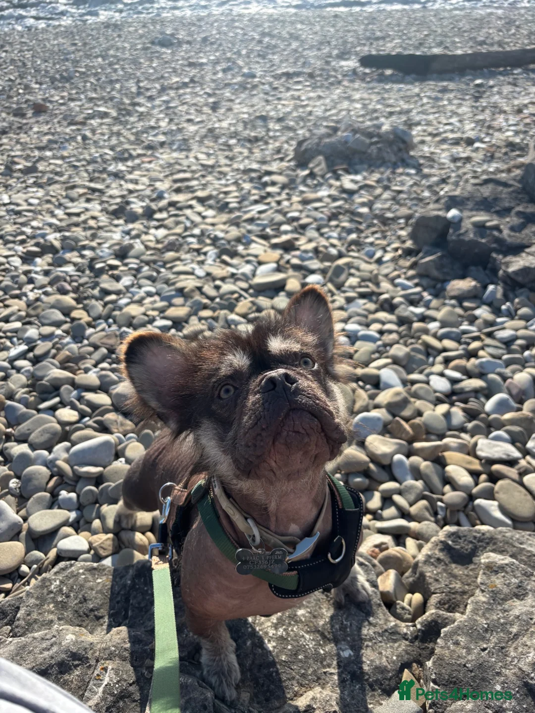 French Bulldog dogs for sale: Rare french bulldog  - Advert 3