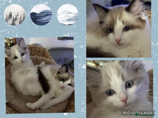 Ragdoll cats Beautiful two GCCF kittens. Blue Bicolour Ragdolls - Advert 2
