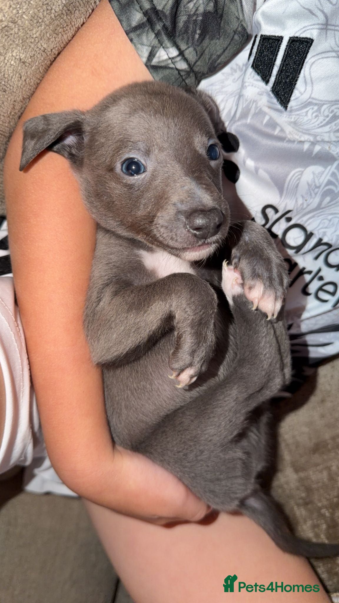 Whippet dogs KC REGISTERED BLUE WHIPPET BOY - Advert 11