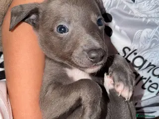 Whippet dogs KC REGISTERED BLUE WHIPPET BOY - Advert 6