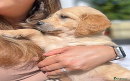 Golden Retriever dogs for sale: KC Registered Golden Retriever Puppies  - Image 5