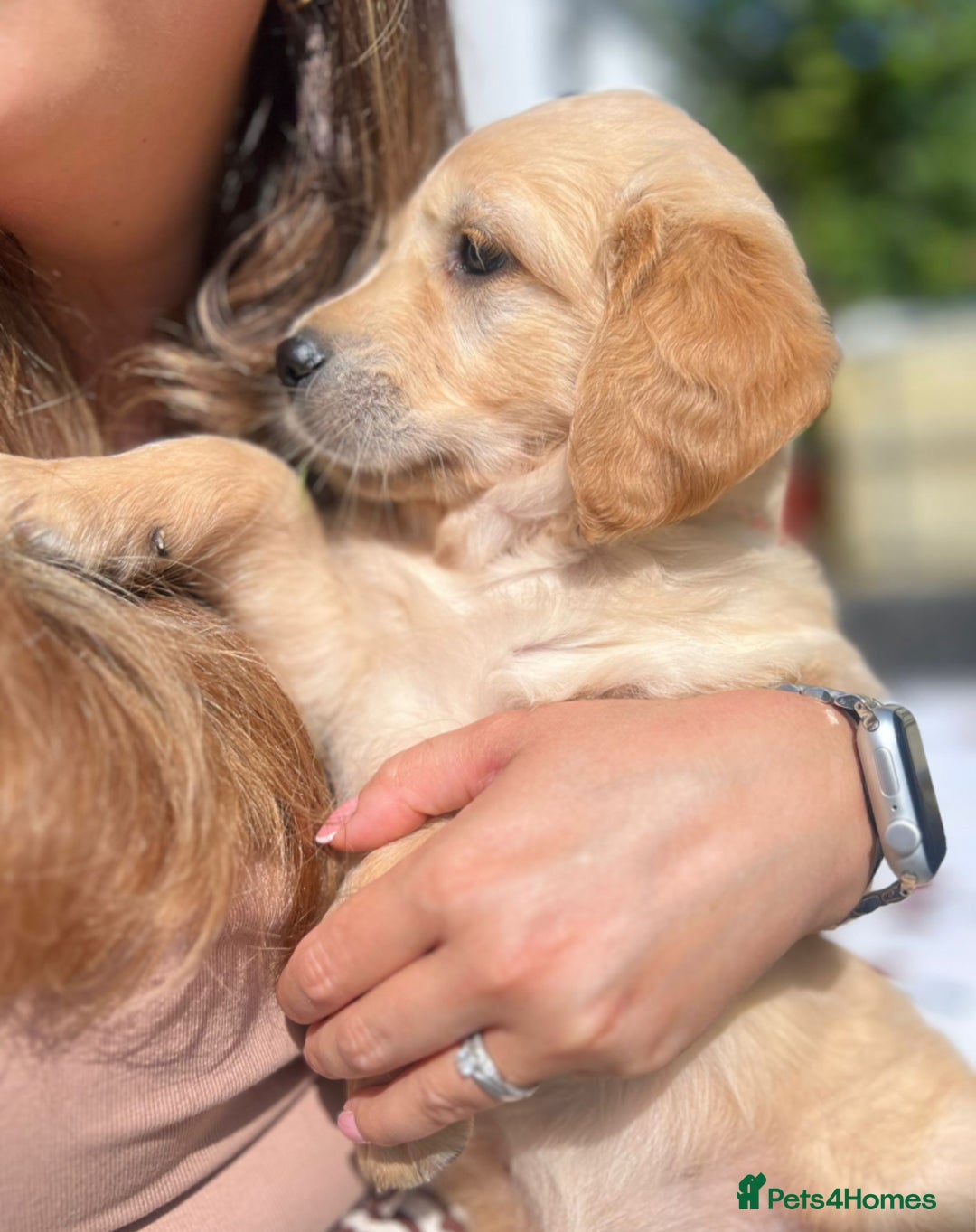 Golden Retriever dogs for sale: KC Registered Golden Retriever Puppies  - Image 5